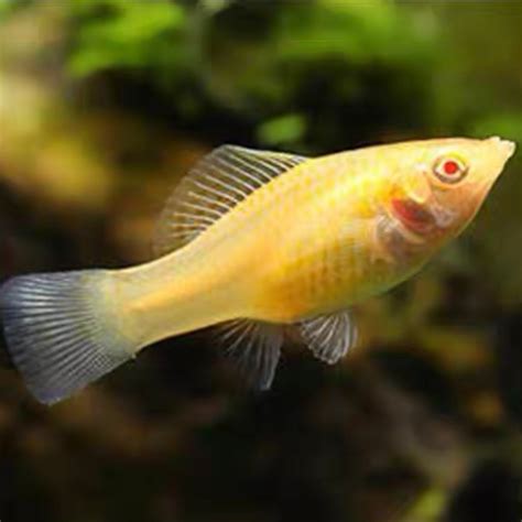 金摩利魚|金摩利 （Poecilia latipinna）